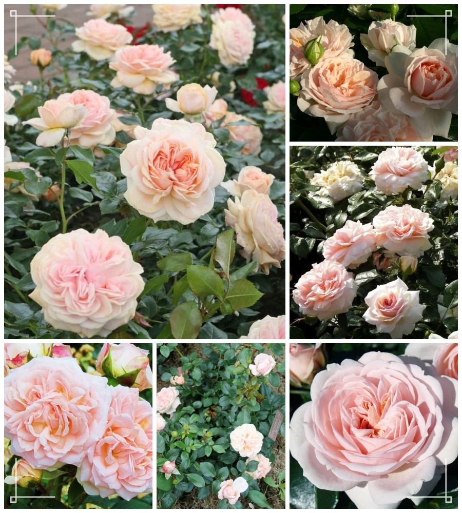 Garden of Roses róża rabatowa